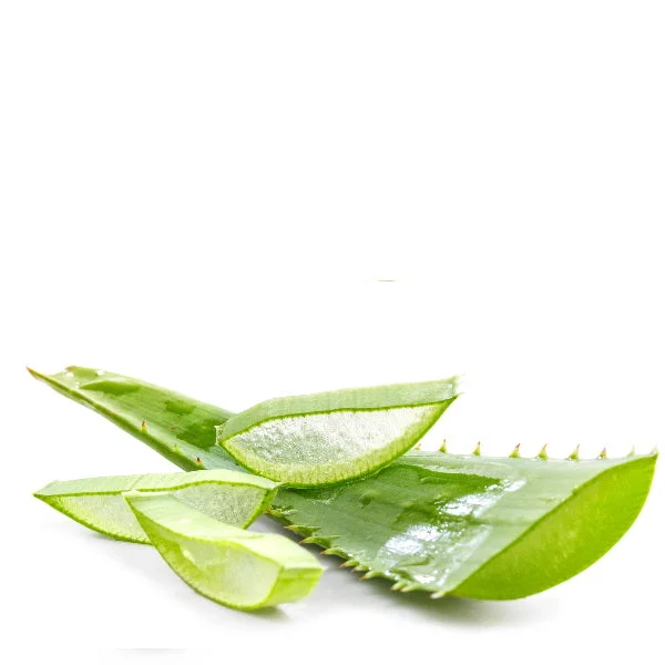 صبار حجم كبير – حبة واحدة